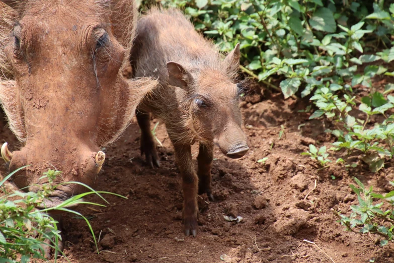 two baby warthogs are standing beside one another