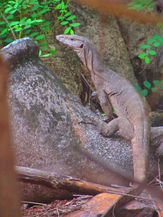 the lizard is sitting on a rock near some greenery