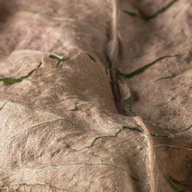 some brown and green leaves with brown stripes