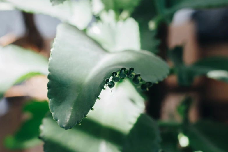 closeup of some green leaves on a plant