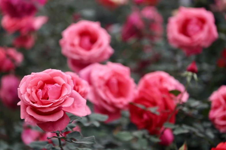 pink flowers with one open flower on top