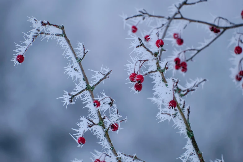 an icy nch with berries and snow covered leaves