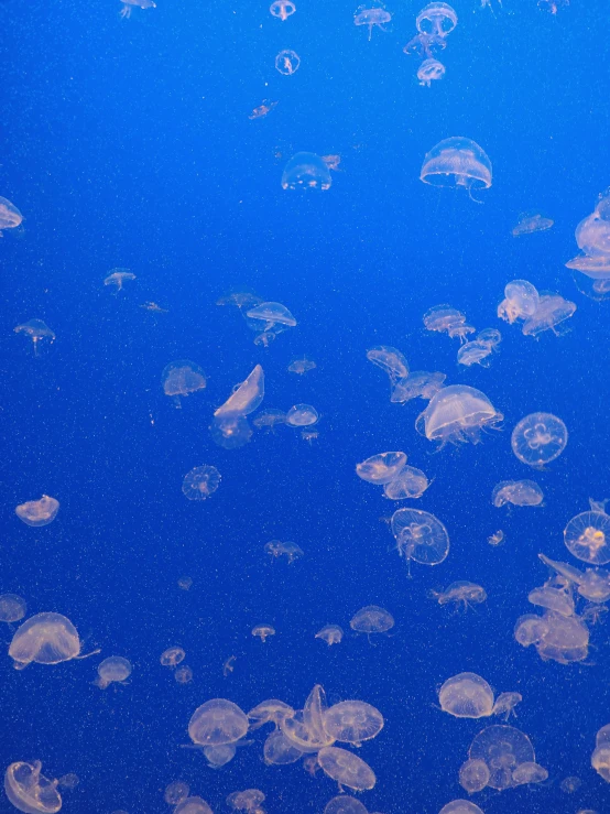 a group of jellyfish swimming in an ocean