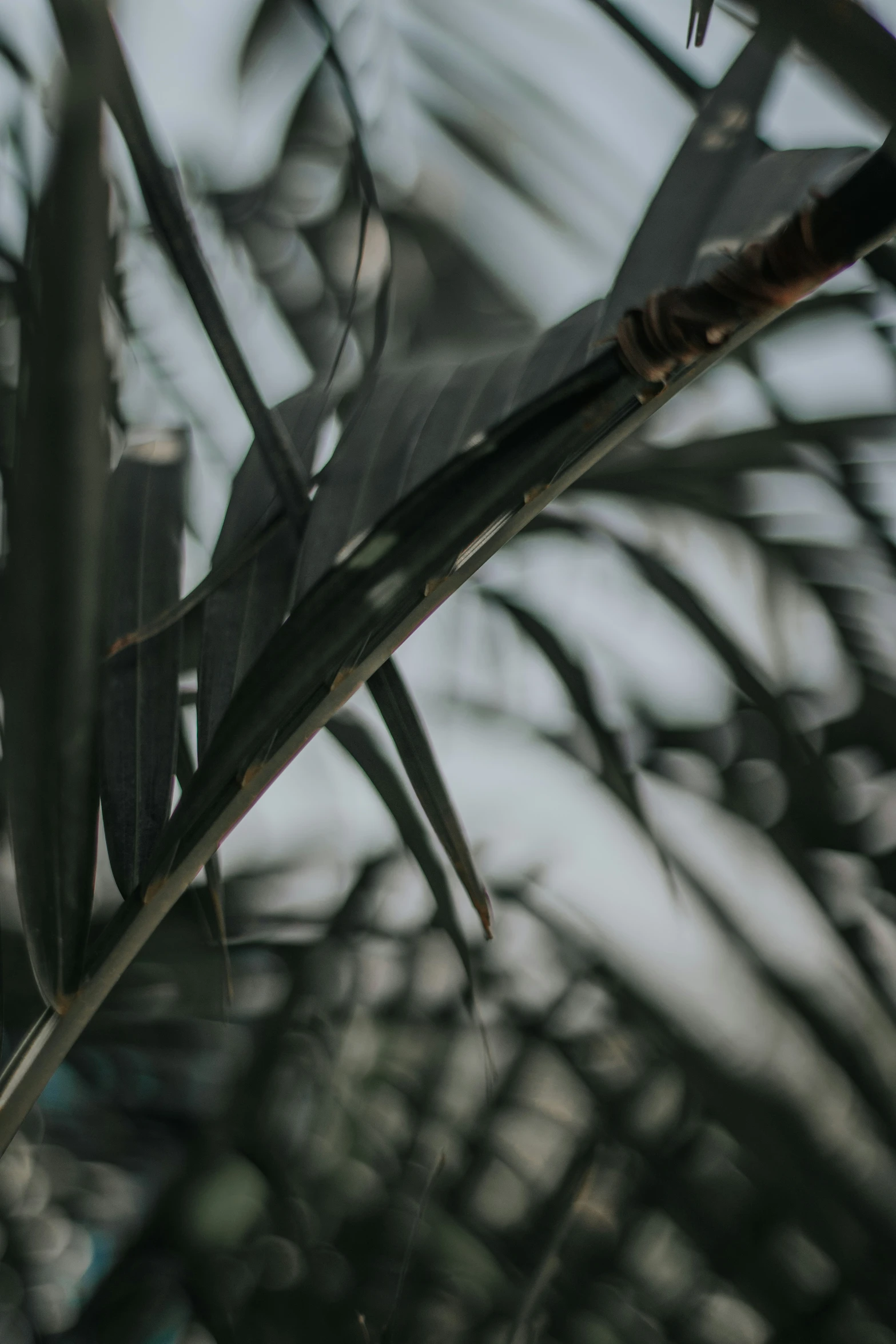 a bird perches on top of the trees