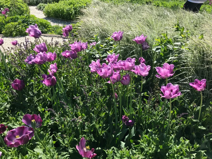 large field with pink flowers and green plants