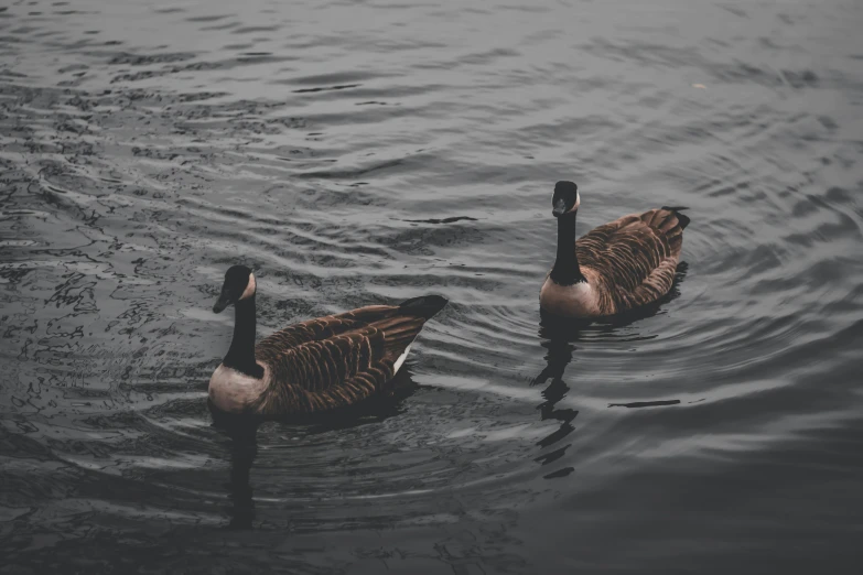 two ducks floating on top of the water