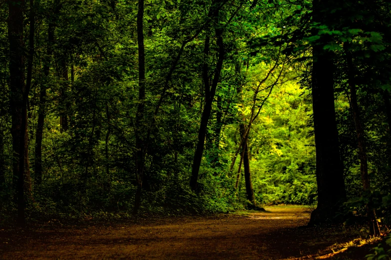 a path in the woods with a few trees