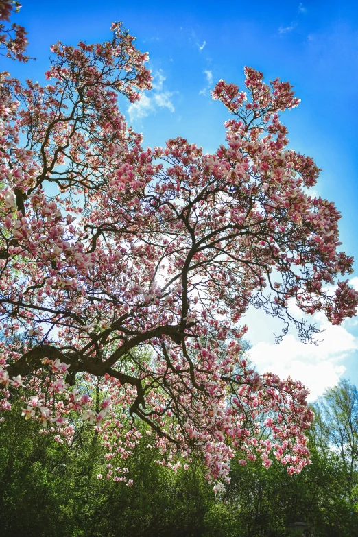 a large tree with very small flowers in front of some blue sky