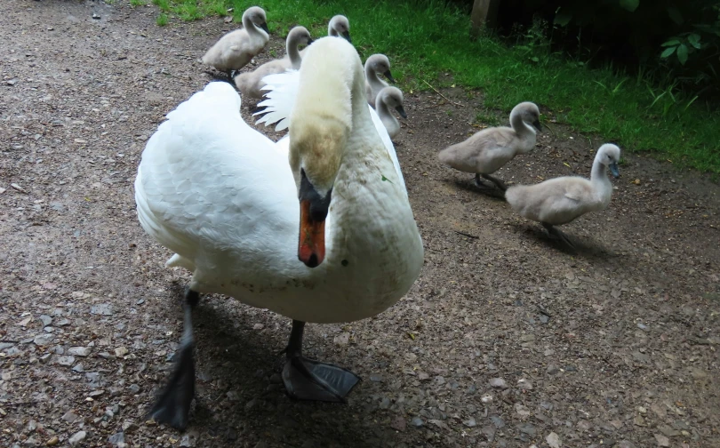 two swans with their babies on a path