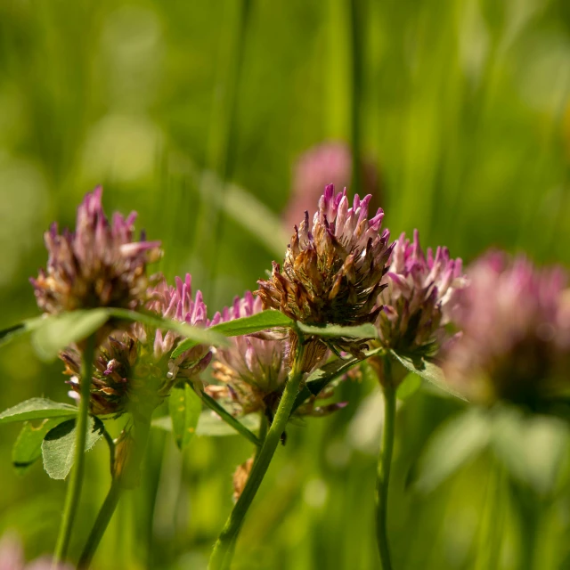 a close up of flowers in the grass