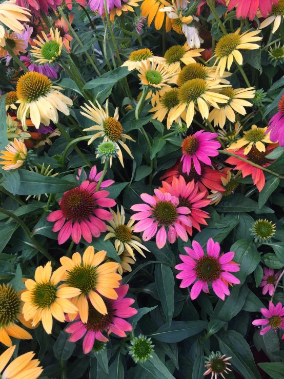 a group of colorful flowers are grouped together