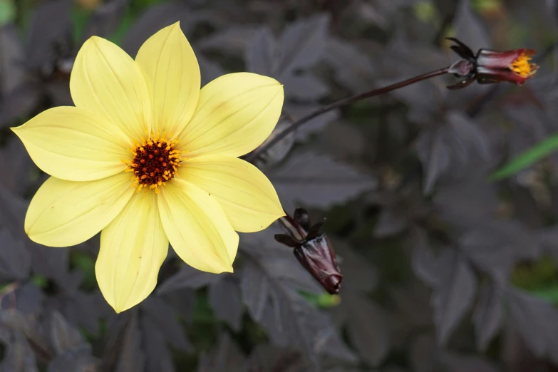 close up of the yellow flower on the flower stem