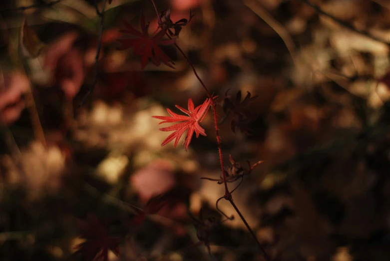 a single flower on a plant near some leaves