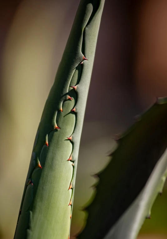 a green plant with some red lines on it's long stalk