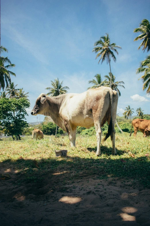 a cow standing in an open field next to trees