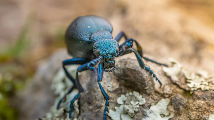 there is a blue insect on the rock