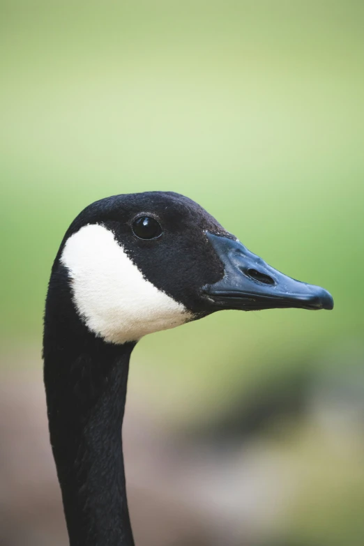 black and white goose with blue beak standing on grassy area