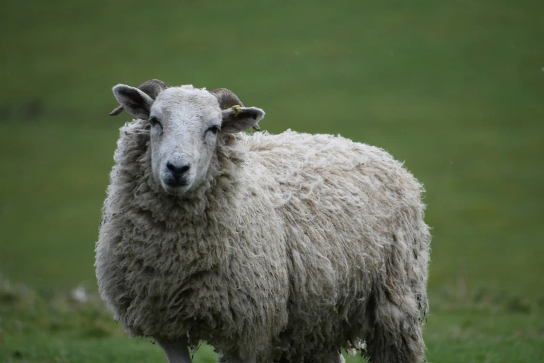 a sheep in the grass staring straight ahead