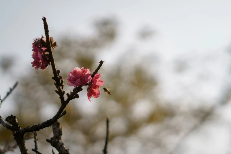 a nch with flower buds with a blue sky in the background