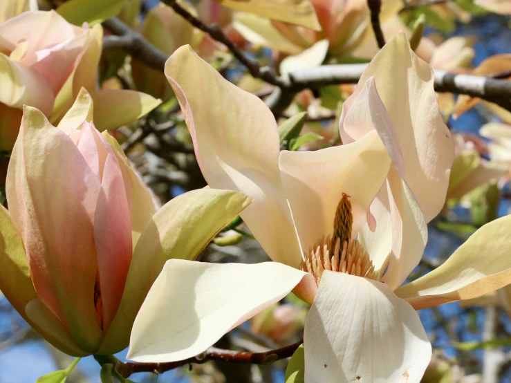 a tree nch with leaves and white flowers