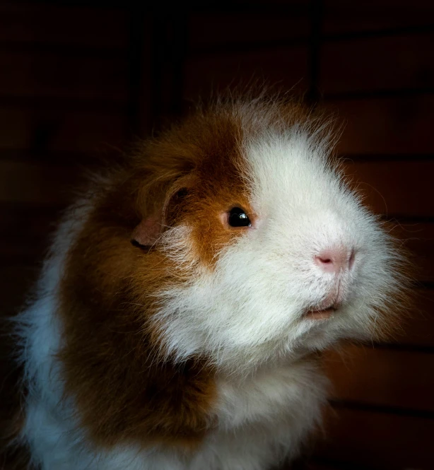 a small brown and white animal is sitting in a cage
