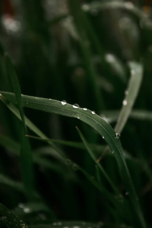 grass with water droplets in the foreground and closeup