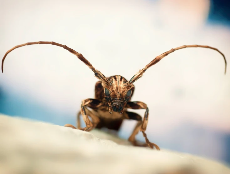 the insect is sitting on the wall with large antennae