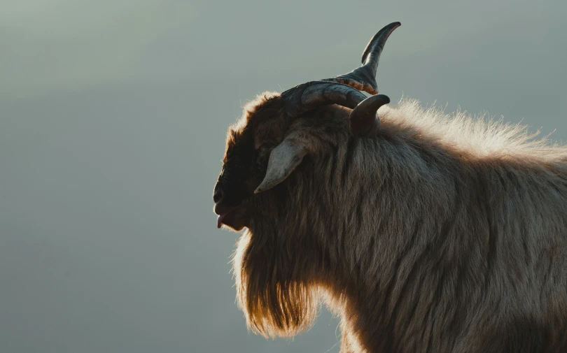 a horned animal with large horns standing next to water