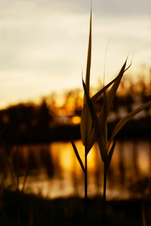 closeup of flower at dusk over a body of water