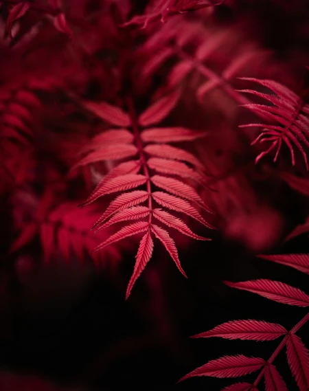 some leaves are sitting on a red background