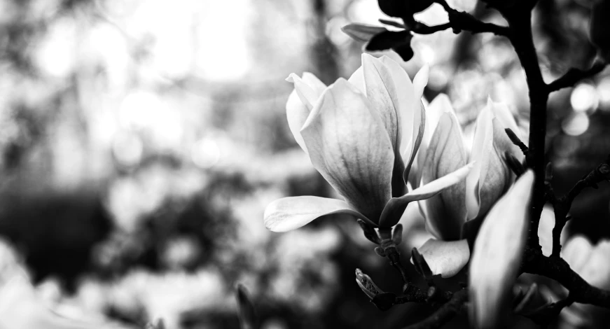 black and white po of flowers in tree