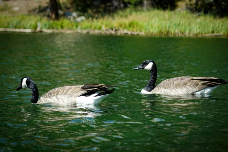 two geese swimming across a lake in a green forest