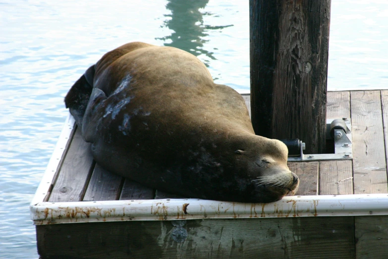 seal laying on the end of a dock next to water