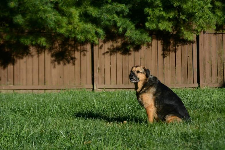 a black and brown dog sitting in the grass