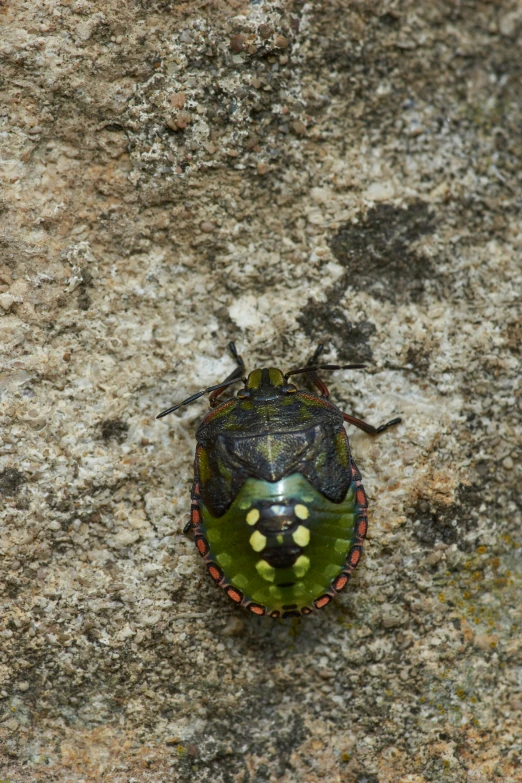 a close up of a bug on top of a rock