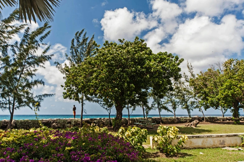 a person sitting on a bench under a tree next to a lush green field with purple flowers