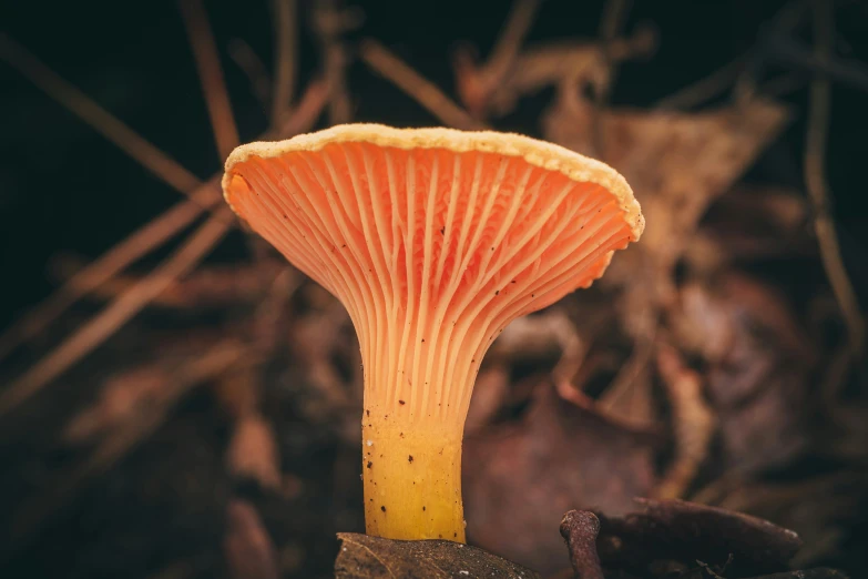 an orange mushroom on a forest floor near twigs