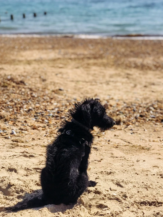 black dog sitting on beach with ocean in background