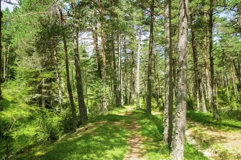 path in the forest with pine trees and no cars