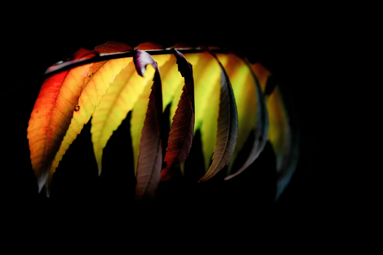 a pograph of some leaves in color