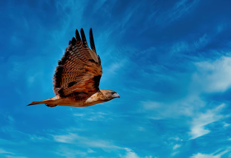 a bird flying through a blue sky with clouds