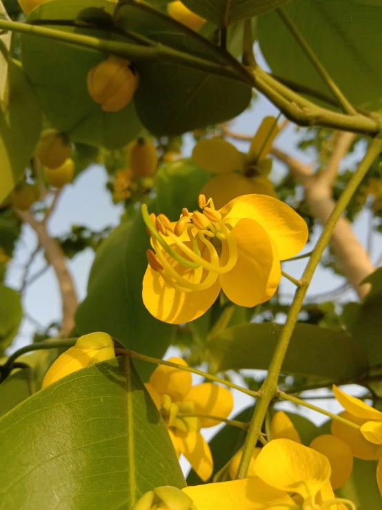 yellow flowers with large leaves hanging from them