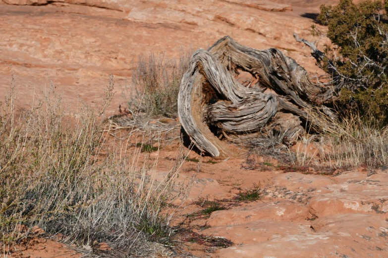 a piece of wood sitting on top of a dirt field