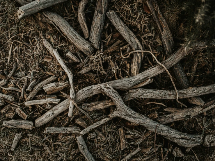a group of sticks are scattered on the ground