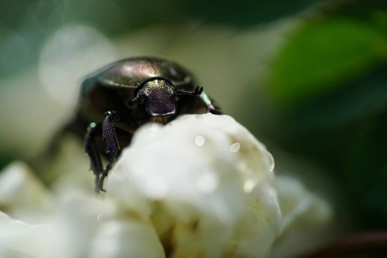 a bee sits on a white flower outside