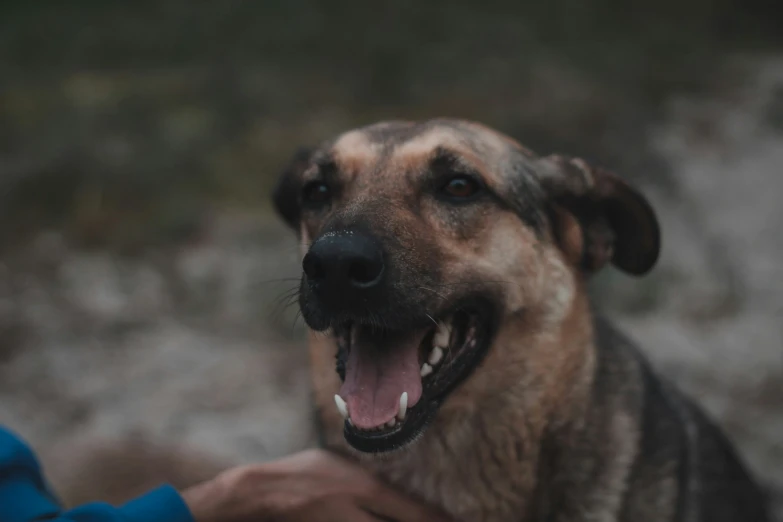 a dog sitting with it's mouth open while holding a persons hand