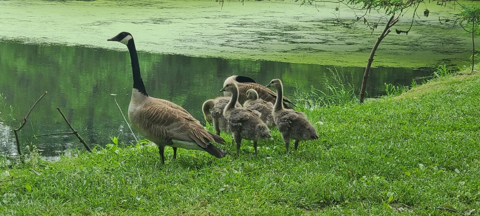 there is an image of a mother goose with her babies