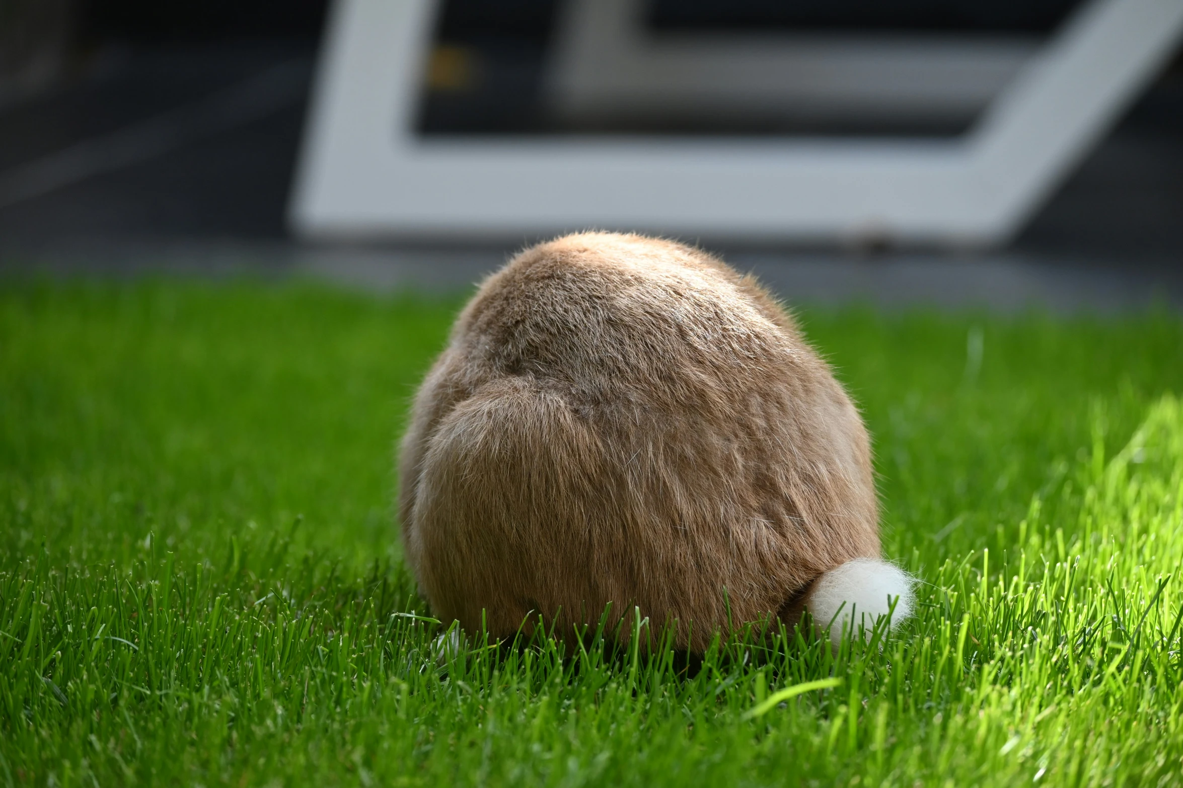 a small fluffy stuffed animal on some grass