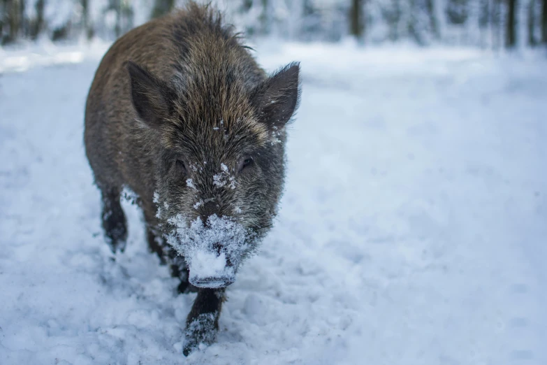 a hog pig walks through the snow in his zoo habitat