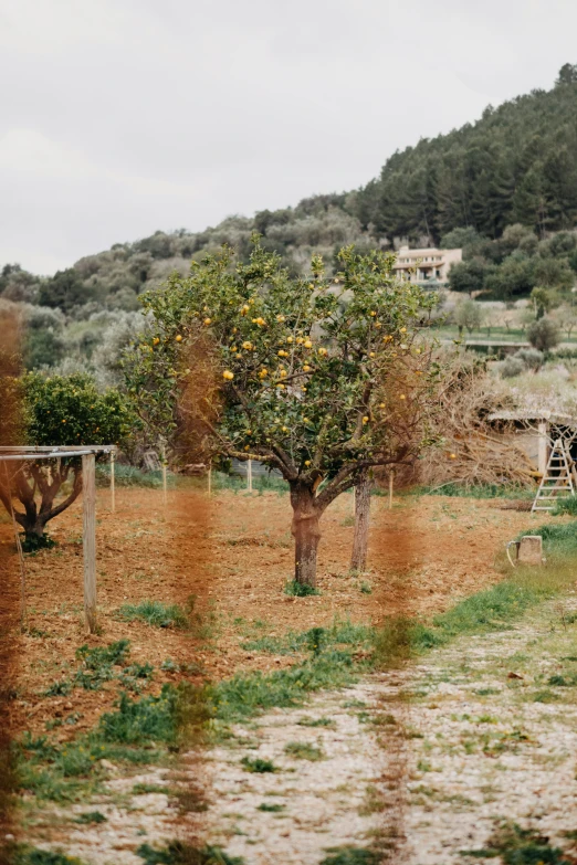 a field with a dirt path between trees and bushes